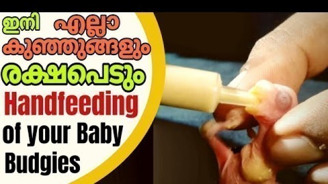 'How to Handfeed your Baby Budgies|| ഹാന്റ് ഫീഡിങ്ങ് ഇത്ര എളുപ്പമായിരുന്നോ ! 