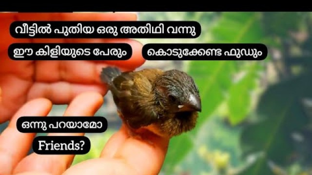 'കുഞ്ഞിക്കിളി എൻ്റെ കയ്യിൽ വന്നിരുന്നപ്പോൾ|how to feed a baby bird | Kallumakayas kitchen |Baby birds'