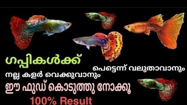 'Guppy food malayalam|guppy fish food|guppy fish care|guppy fish baby food'