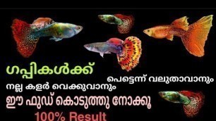 'Guppy food malayalam|guppy fish food|guppy fish care|guppy fish baby food'