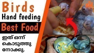 'Best Hand Feeding Food for Baby Birds | Birds Hand Feeding Formula Making | Malayalam | MY PET PLANT'