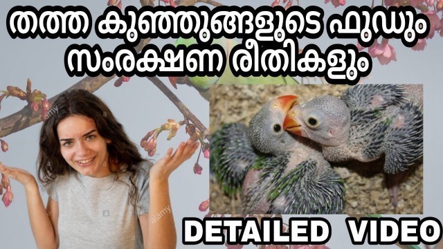 'How to Handfeed Green Parrots Baby Malayalam | നാടൻ തത്തകുഞ്ഞുങ്ങളയുടെ ഭക്ഷണരീതിയും ഹെൽത് ടൈപ്സും'