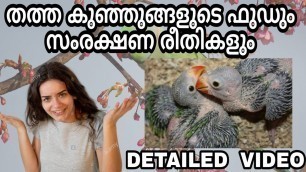 'How to Handfeed Green Parrots Baby Malayalam | നാടൻ തത്തകുഞ്ഞുങ്ങളയുടെ ഭക്ഷണരീതിയും ഹെൽത് ടൈപ്സും'