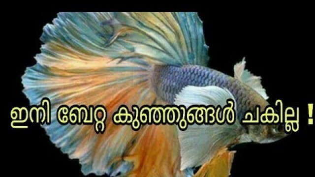 'How to save baby betta fry malayalam #fish care tips'