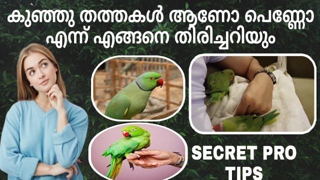 'How to identify a baby male and female parrot Malayalam|ഇനി ചെറുതും വലുതുമായ തത്തകളുടെ ലിംഗം അറിയാം'