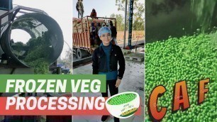 'Food Processing Industry || Centurion Agro Frozen || Bijnor || Frozen Green peas'