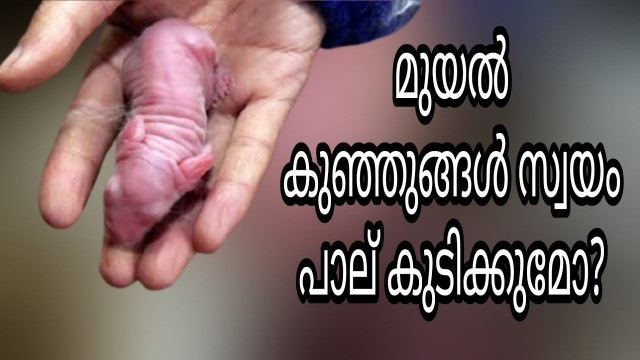 'How To Feed Baby Rabbits Malayalam 