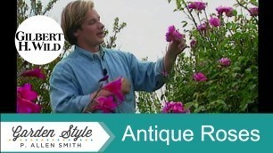 'Antique Garden Rose Varieties | Garden Style (102)'