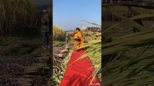 'A funny Fashion show Made by four Chinese Sugetcane Farmers'