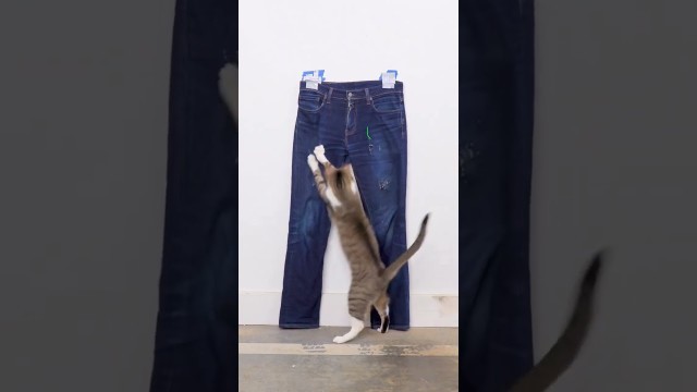 'See you at fashion week #viral #cat #youtube #tiktok#funny#reels #instagram#cute#love #cats#catlife'