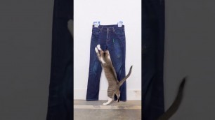 'See you at fashion week #viral #cat #youtube #tiktok#funny#reels #instagram#cute#love #cats#catlife'