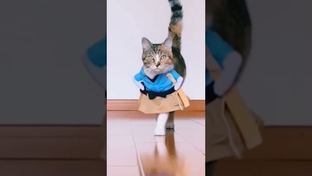 'cat walk ramp home | Funny cat Fashion Show compilation | funny cats - catbolo #shorts'