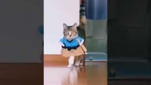 'cat walk ramp home  Funny cat Fashion Show compilation  funny cats  catbolo #shorts'